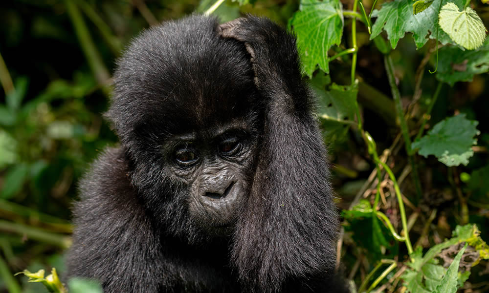 How to Choose a Tour Company For Gorilla Trekking
