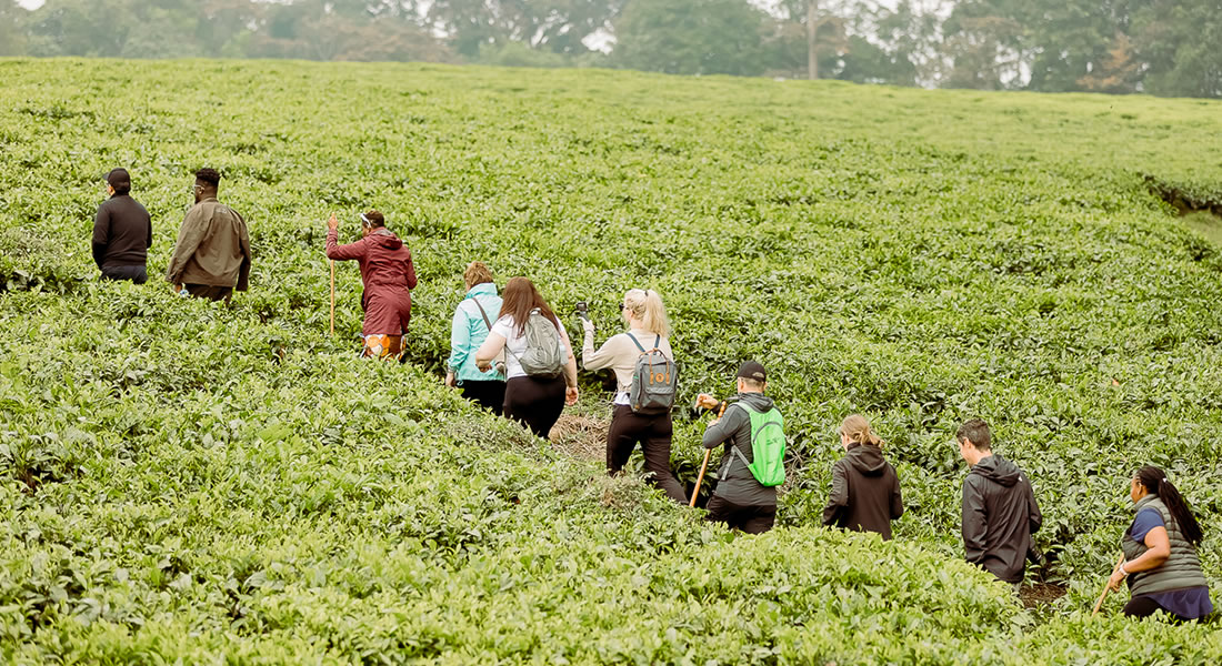 Tea Plantation Tour in Rwanda